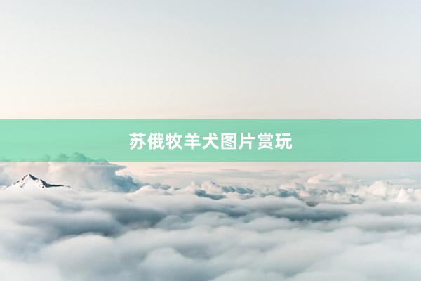 苏俄牧羊犬图片赏玩
